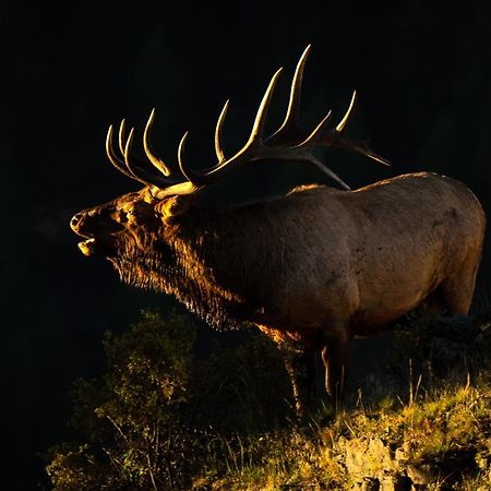 Frontier Mountain Retreat - Monthly Long-Term Vacation Rental 30 Days Minimum -- Estes Park Apts Exteriér fotografie