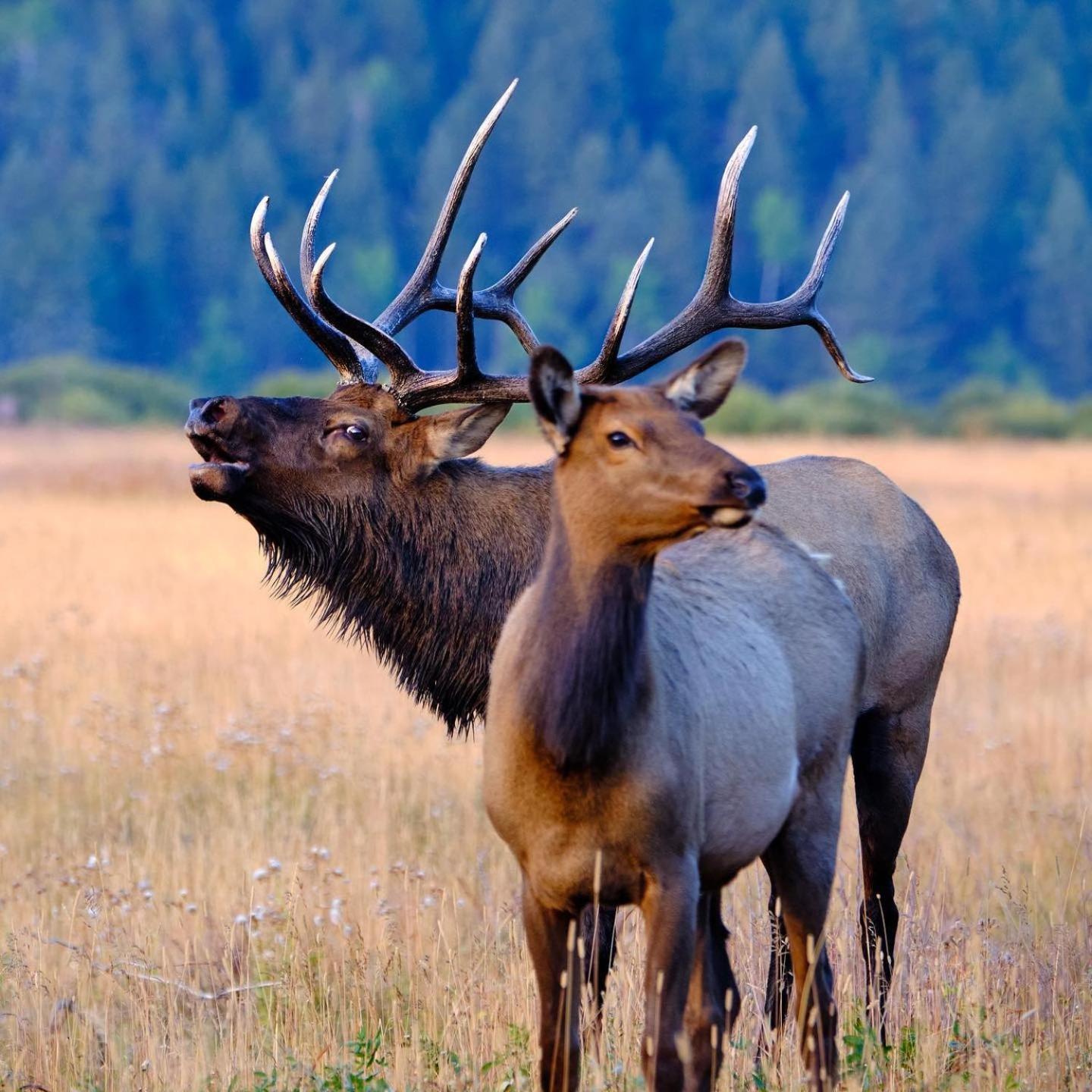 Frontier Mountain Retreat - Monthly Long-Term Vacation Rental 30 Days Minimum -- Estes Park Apts Exteriér fotografie