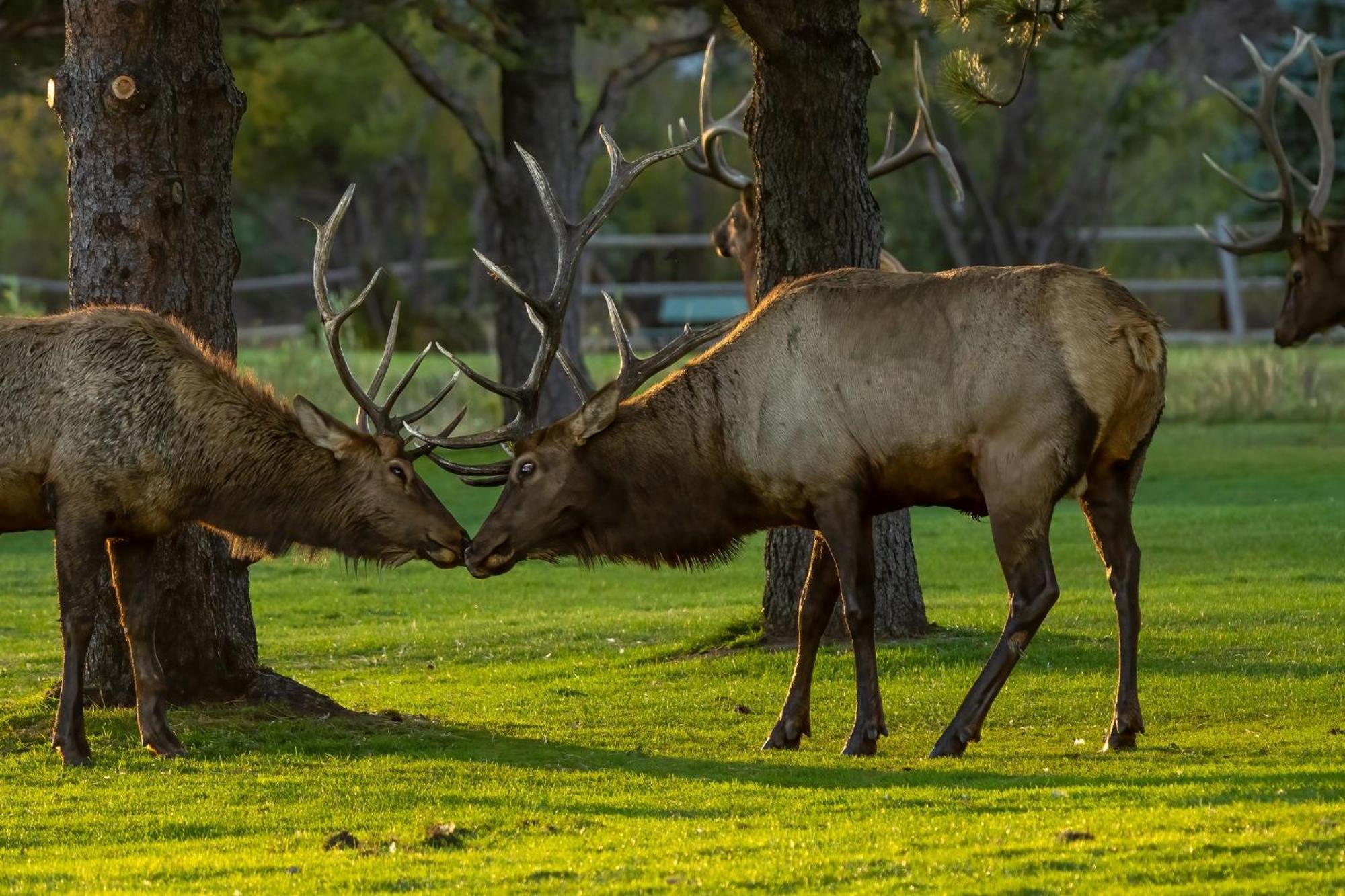 Frontier Mountain Retreat - Monthly Long-Term Vacation Rental 30 Days Minimum -- Estes Park Apts Exteriér fotografie
